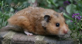 Ode To Rex- Golden Umbrous Longhaired Rex